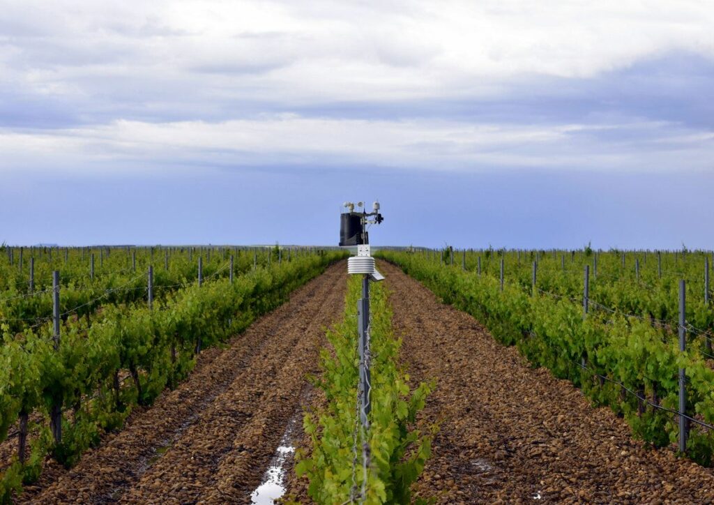 Evineyard Descripción Evineyard Descripction