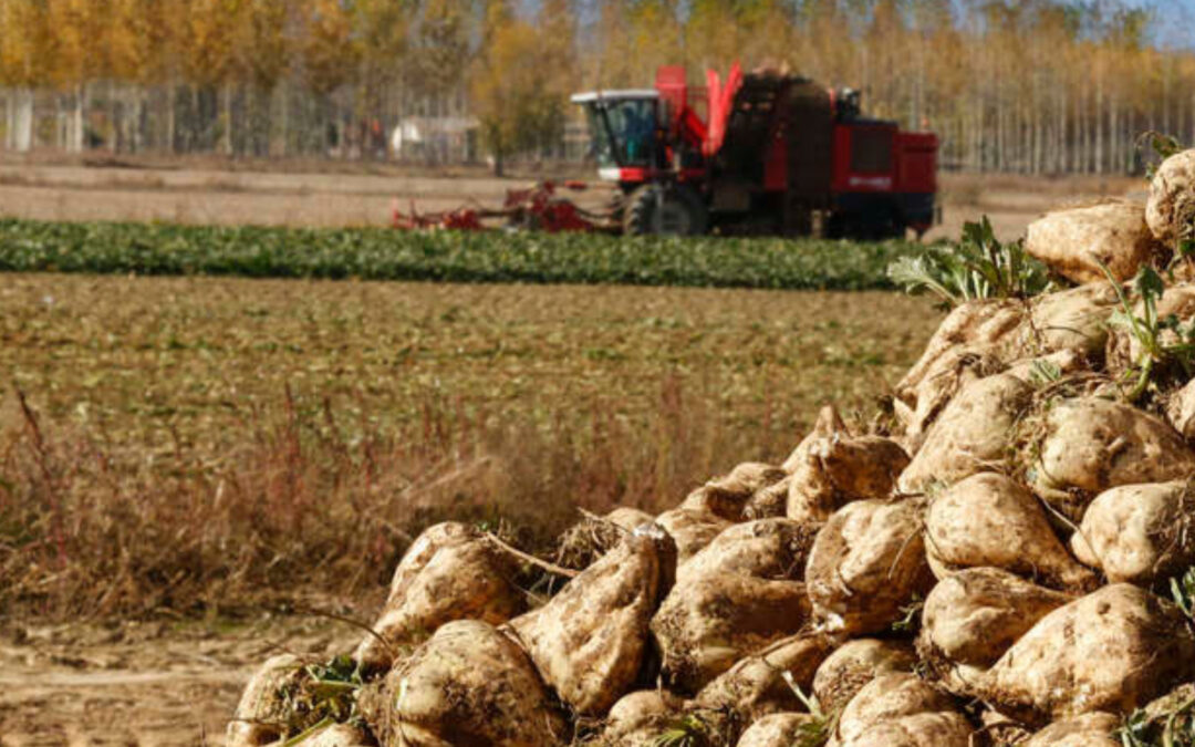 Remolacheros y patateros de Castilla y León con riego por sondeo recibirán una ayuda de 250€/ha antes de final de año